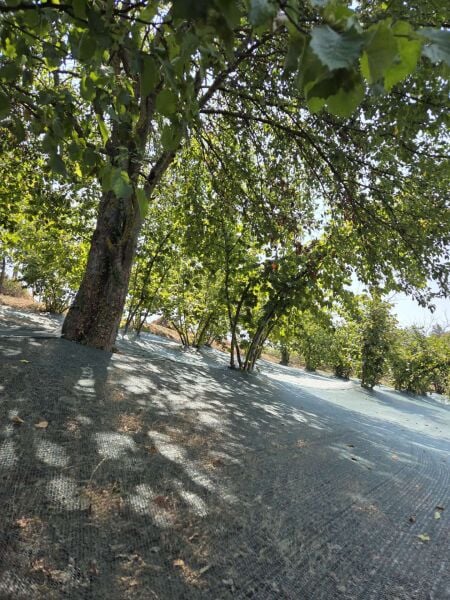 İskele Koruma Filesi - Gölgelik Filesi-Fındık Toplama Filesi-Zeytin Filesi FG 70*75 %75 1*100m
