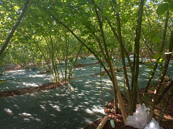 İskele Koruma Filesi - Gölgelik Filesi-Fındık Toplama Filesi-Zeytin Filesi